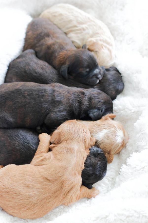 Bella's Shih Poo PuppiesStonyRidge Puppies Puppies for Sale Shichon